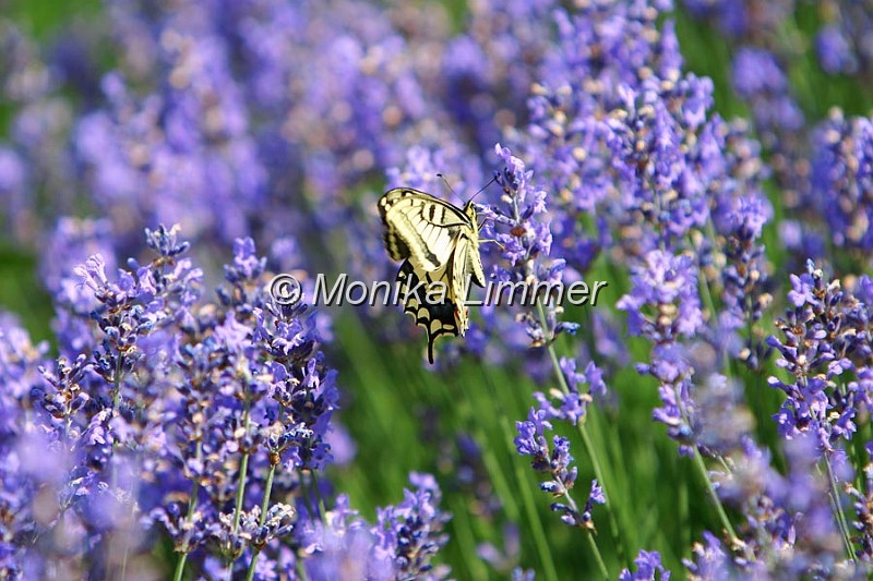 479_7980_Schmetterling im Lavendel.jpg